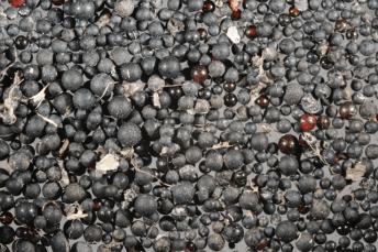 Microplastic beads Photo credit: Guy L'Heureux